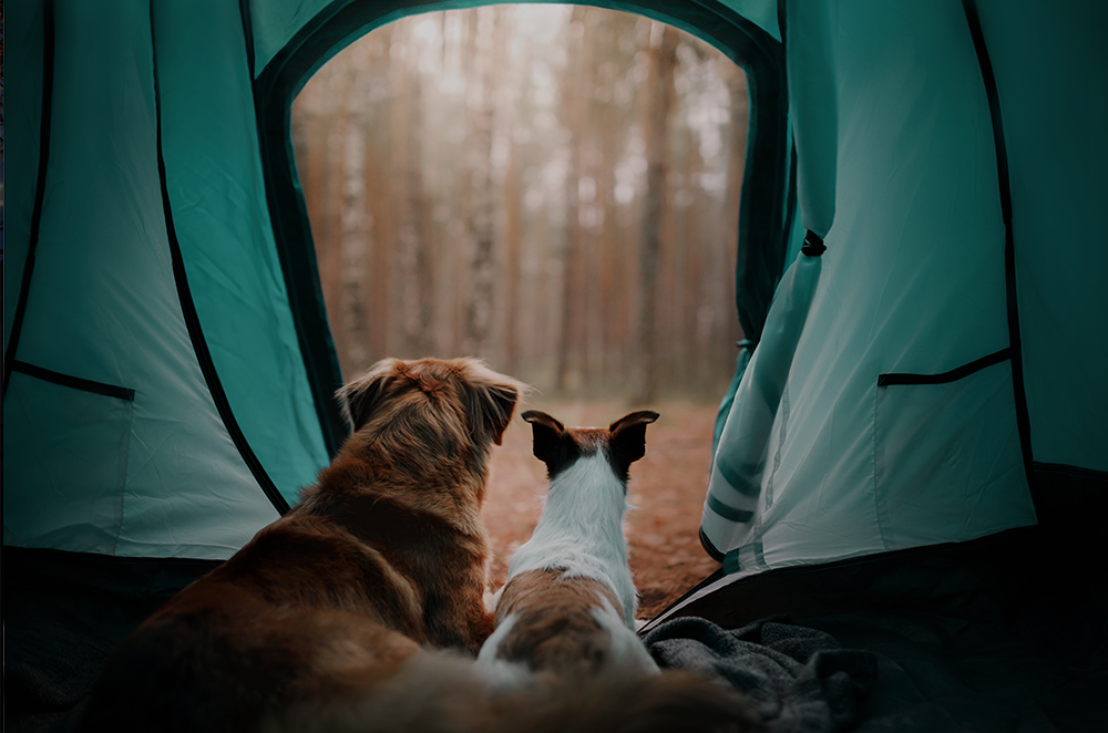 Dog photo in tent